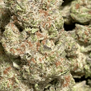 White Zonut-Exotic
